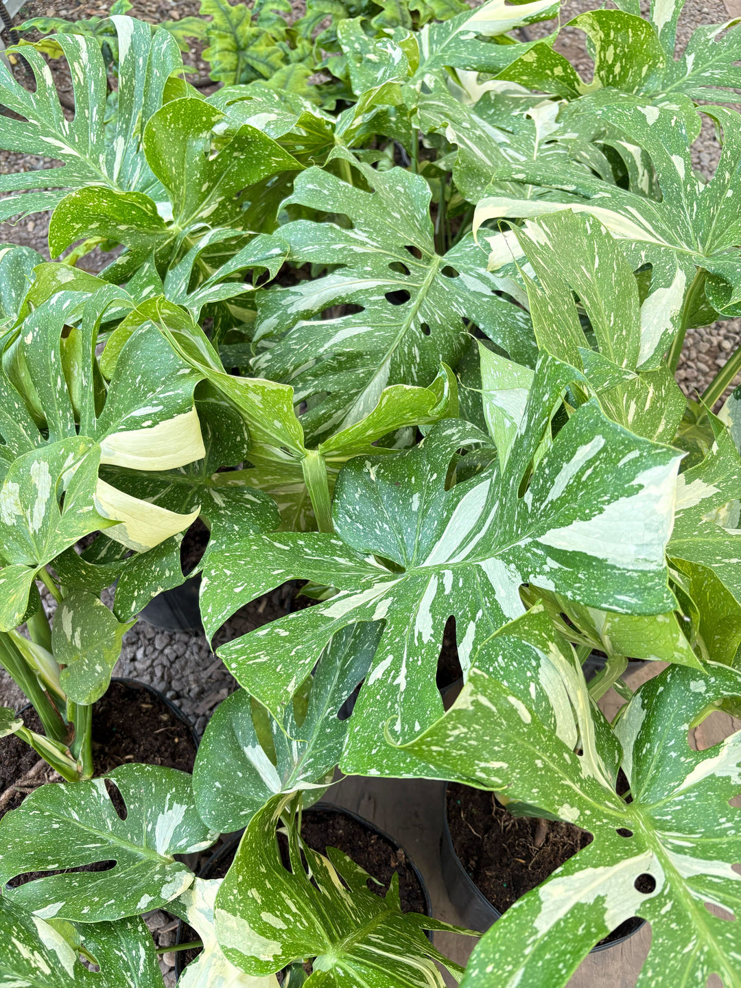 Monstera &