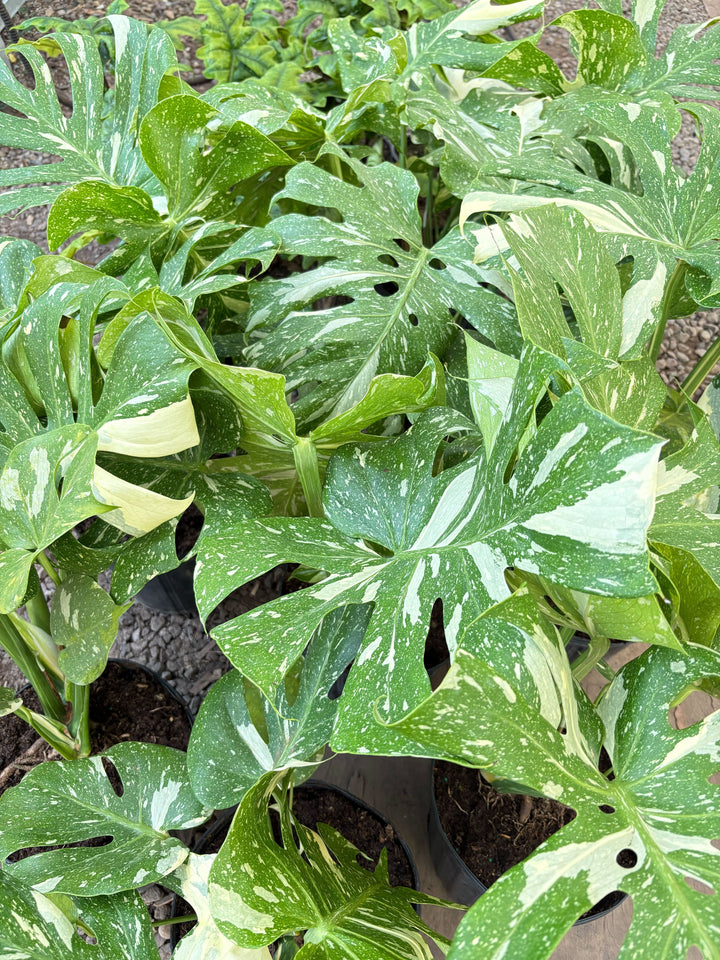 Monstera &