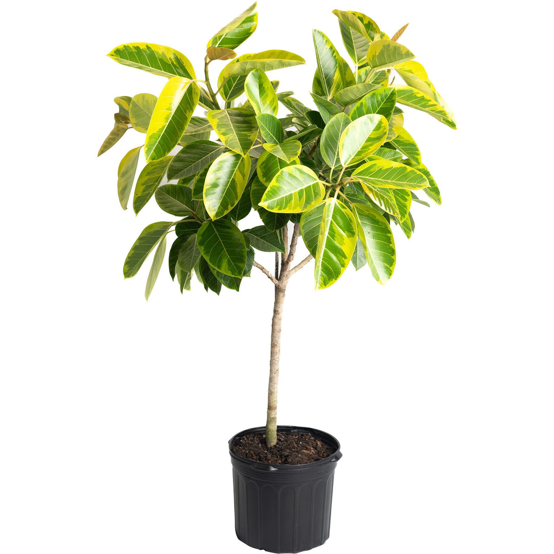 Ficus Altissima