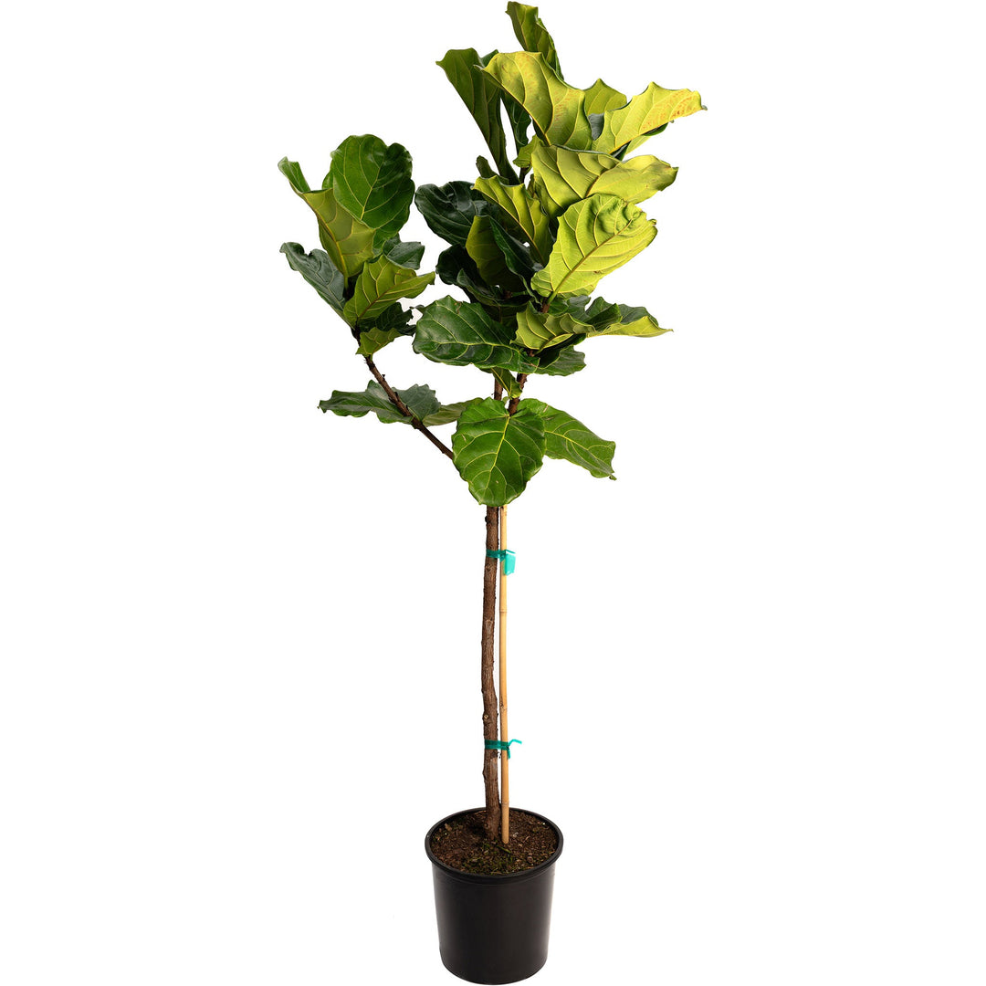 Fiddle Leaf Fig Tree
