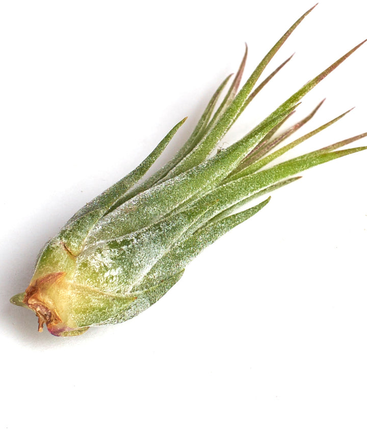 Tillandsia Ionantha Scaposa