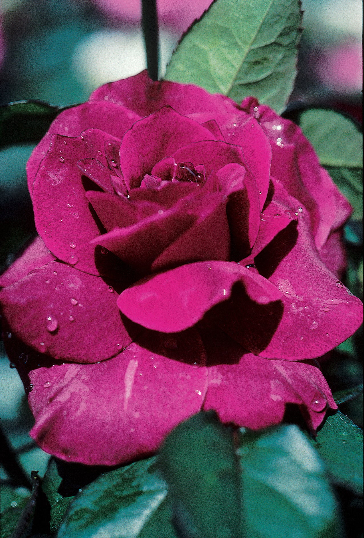 Intrigue Rose 1.5 Gallon Pot