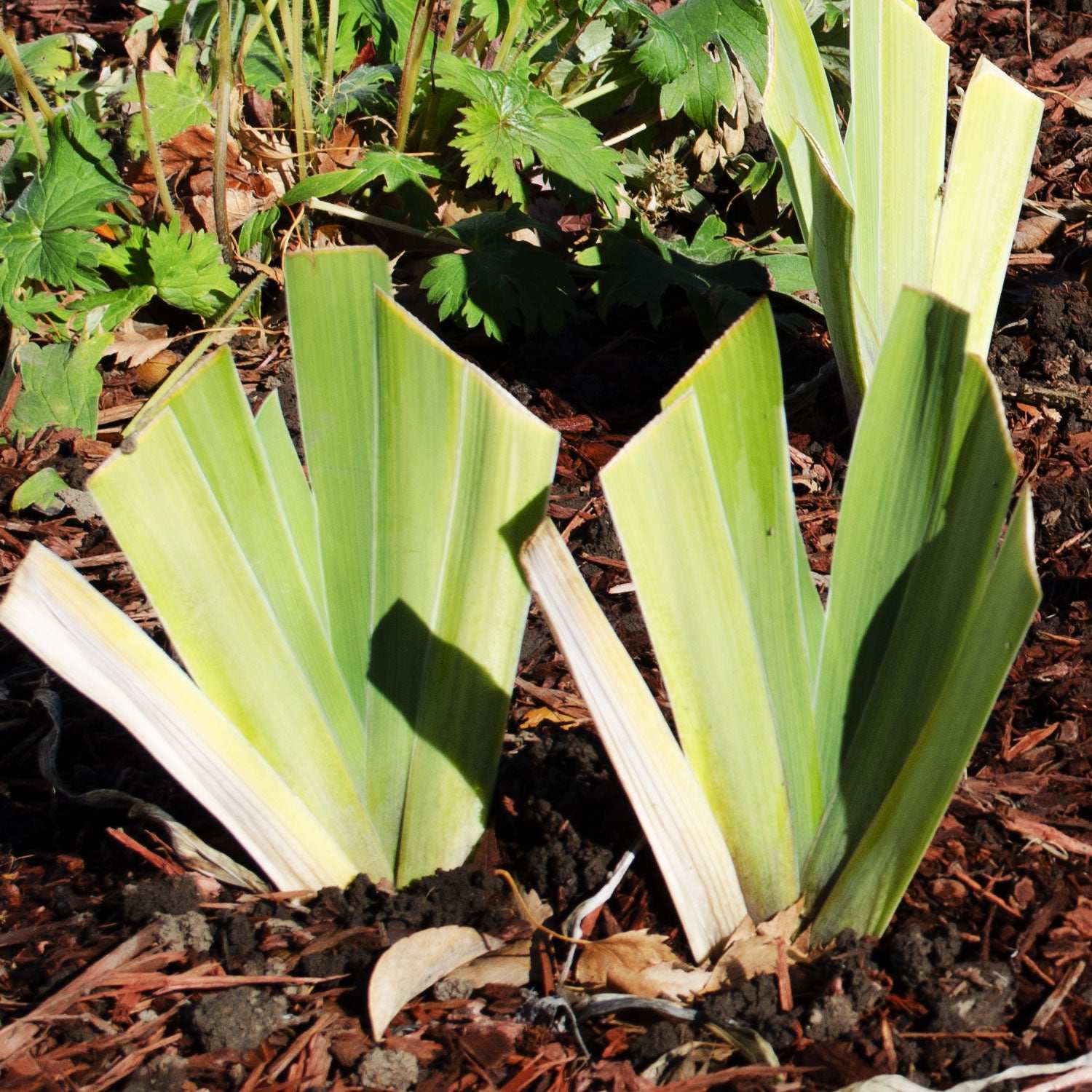 Starring Bearded Iris Potted Quart Pot