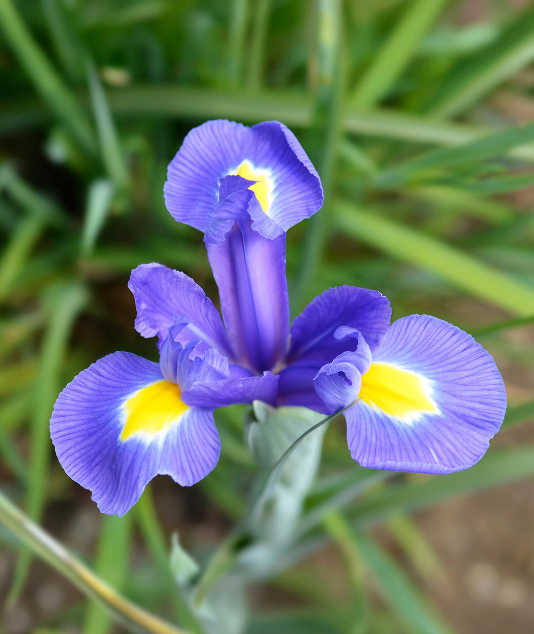 Blue Magic Iris hollandica - 10 bulbs