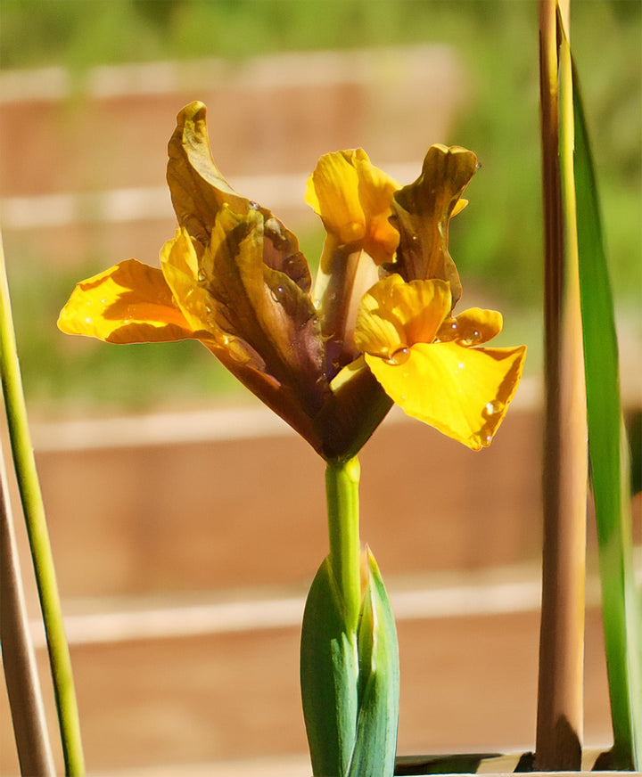 Bronze Queen Iris - 10 bulbs