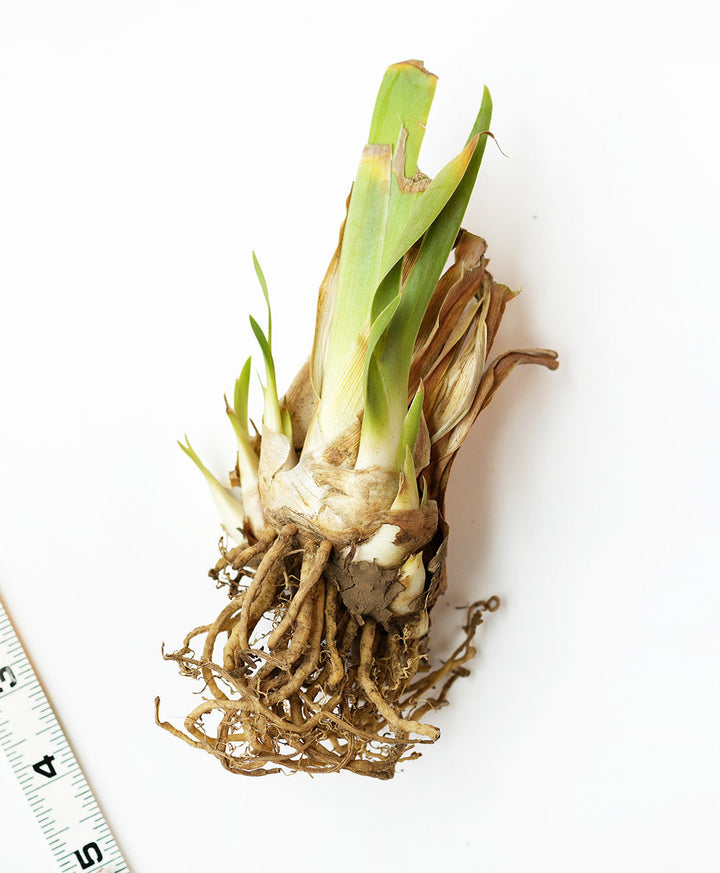 Boston Cream Tall Bearded Iris - 1 Rhizome