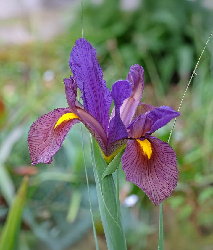 Eye of the Tiger Iris hollandica - 10 bulbs