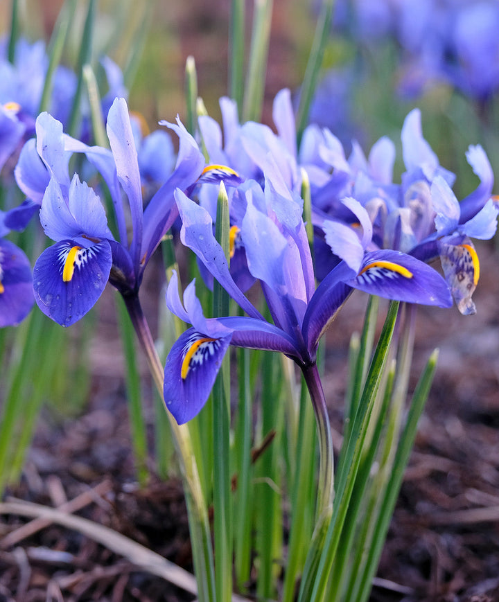 Harmony Dwarf Iris reticulata - 10 bulbs