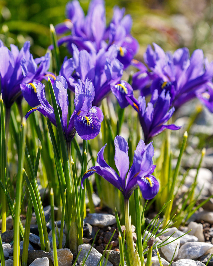 Harmony Dwarf Iris reticulata - 10 bulbs