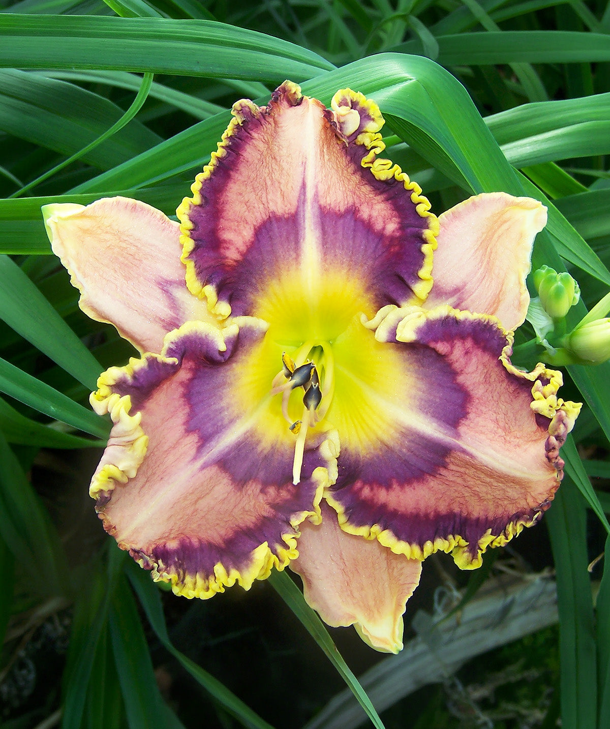 Jeweled Eyed Jewel Daylily - 1 Single Fan Division