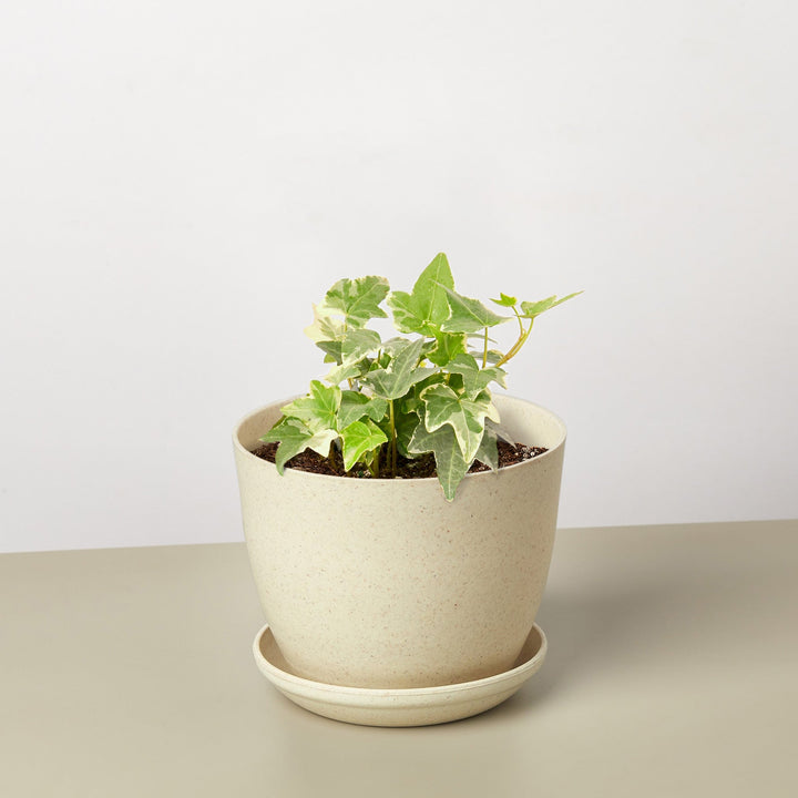 English Ivy &
