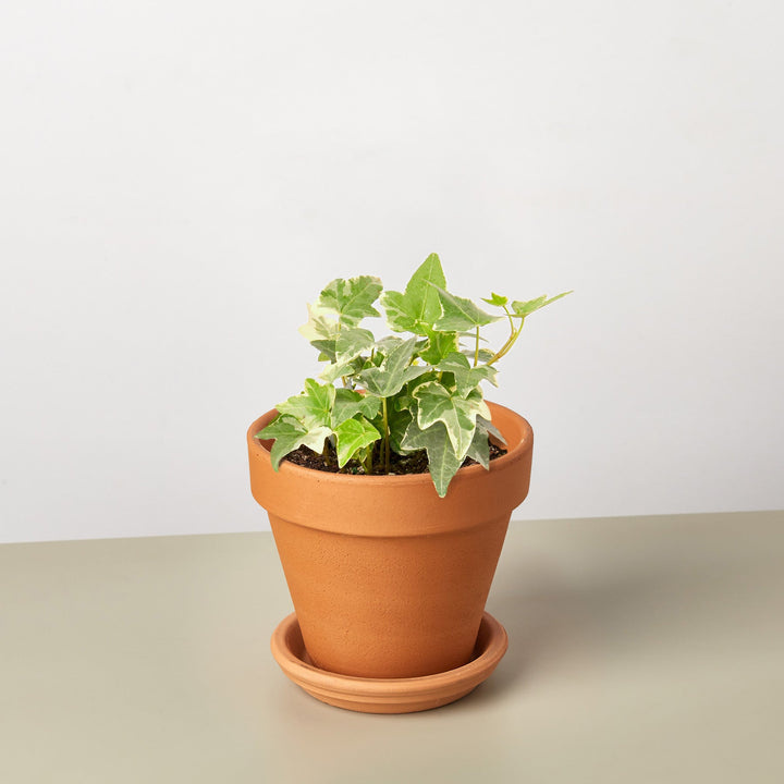 English Ivy &
