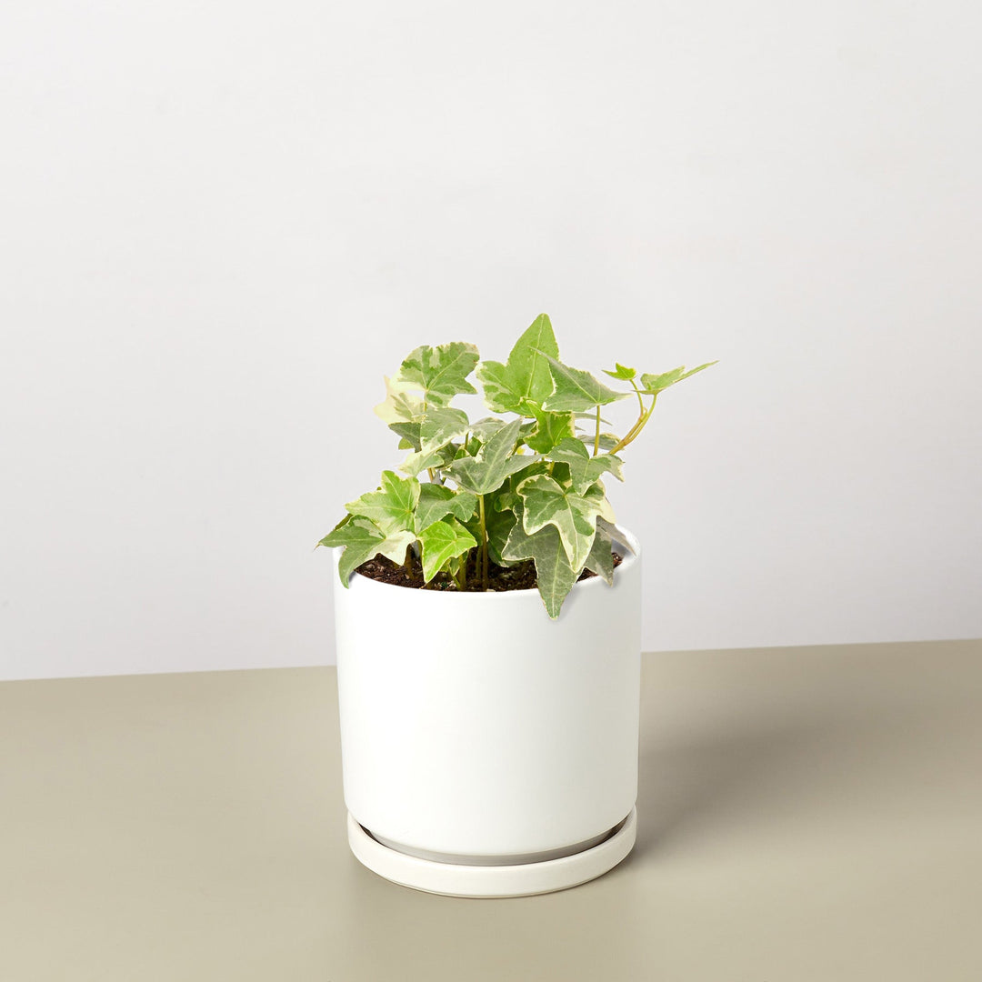 English Ivy &