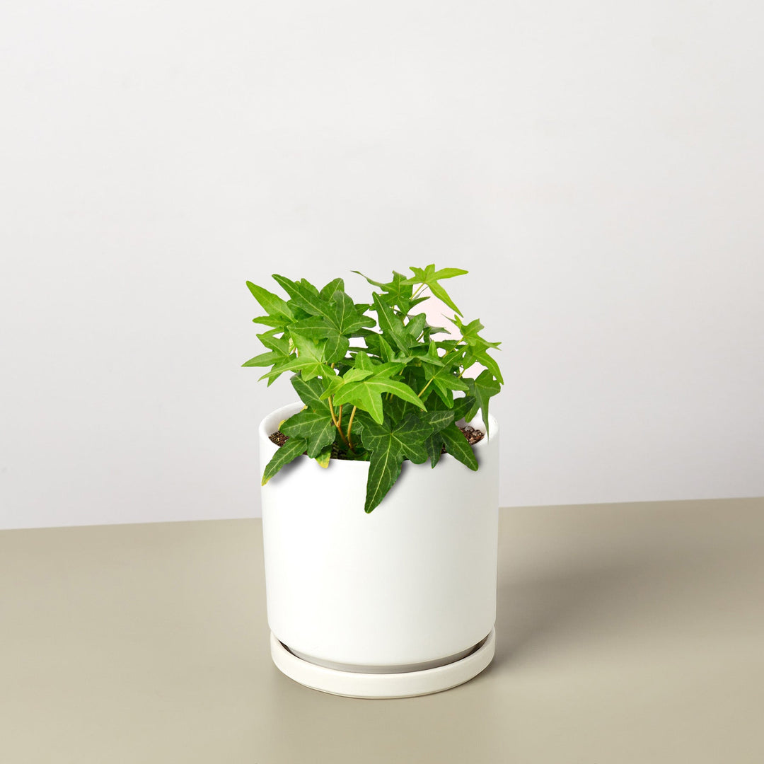 English Ivy &