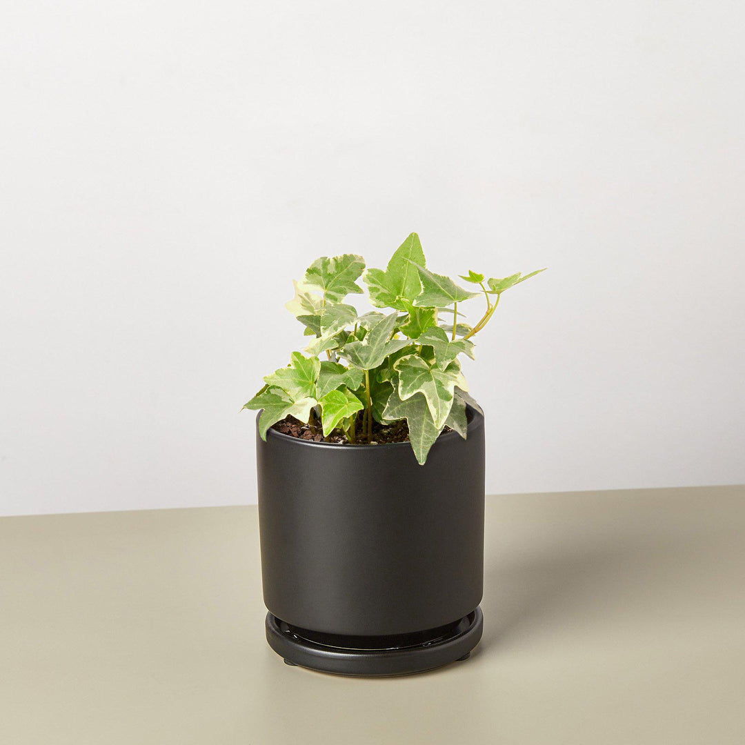 English Ivy &