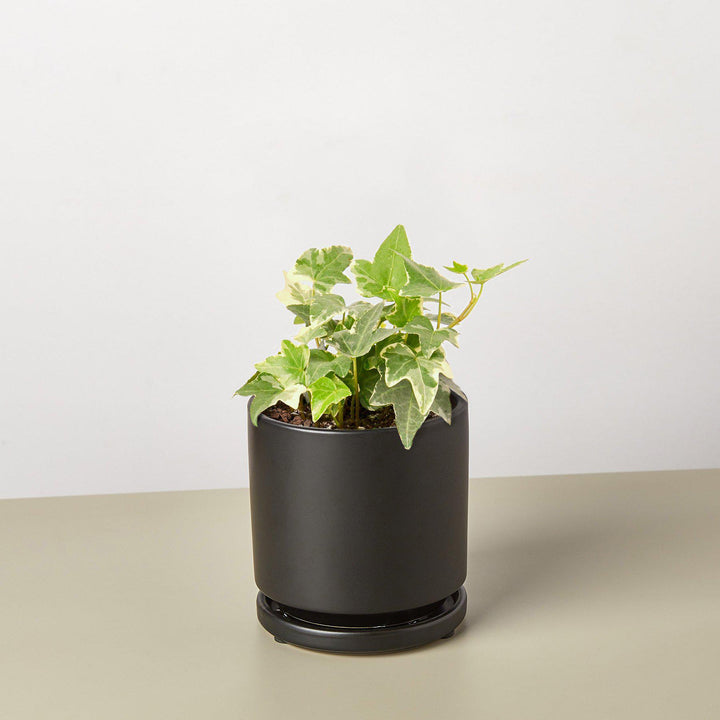 English Ivy &