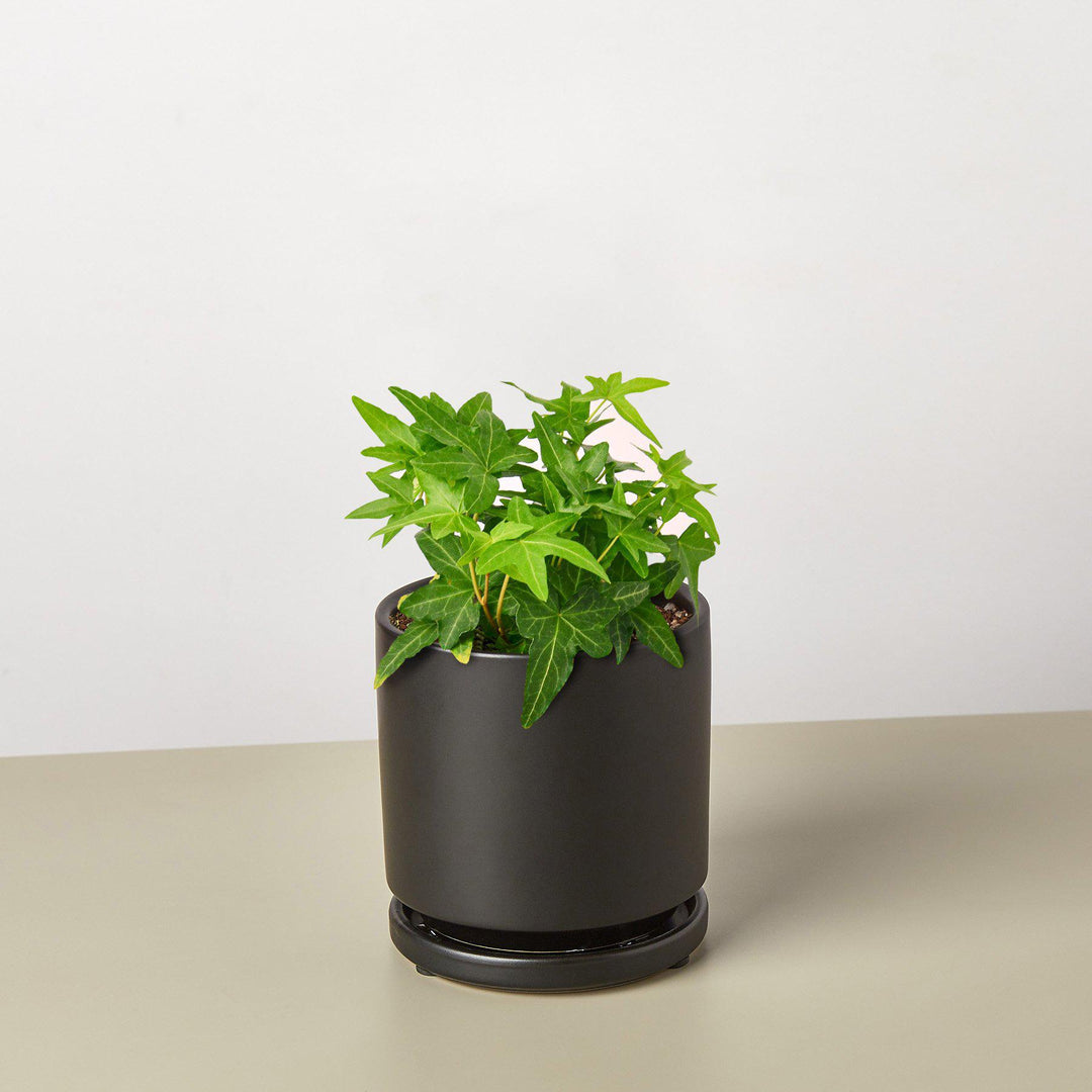 English Ivy &