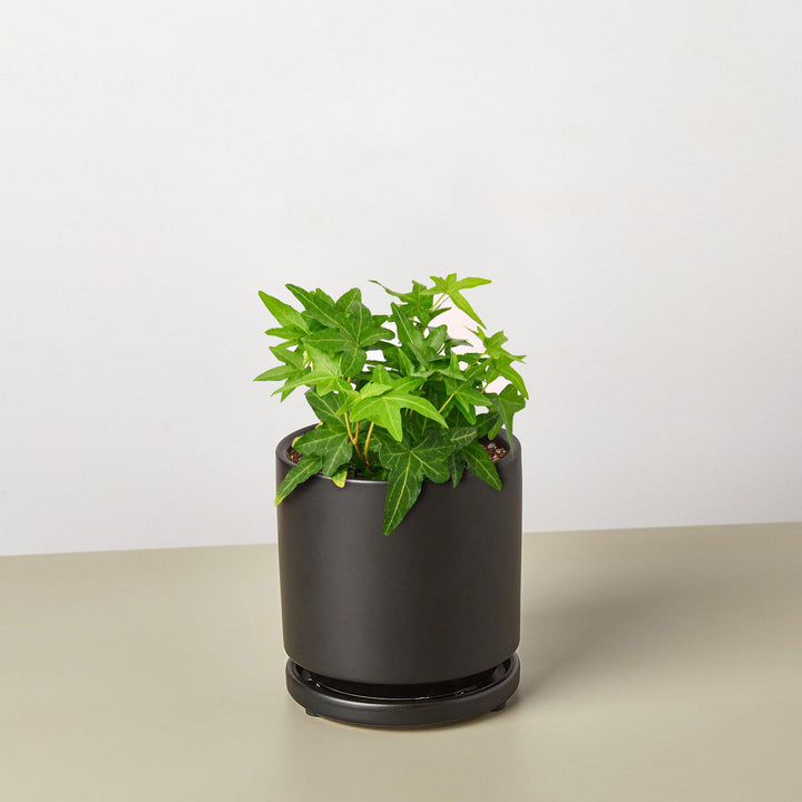 English Ivy &