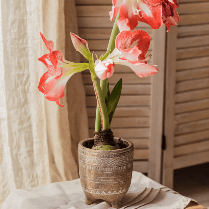 Bohemian Red Clay Planter