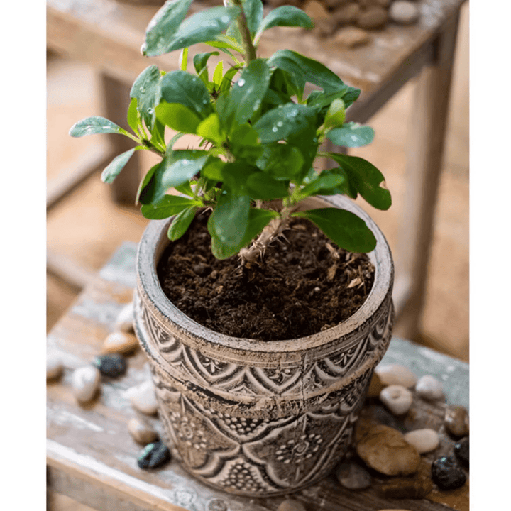 Classic Element Art Planter Clay Flowerpot
