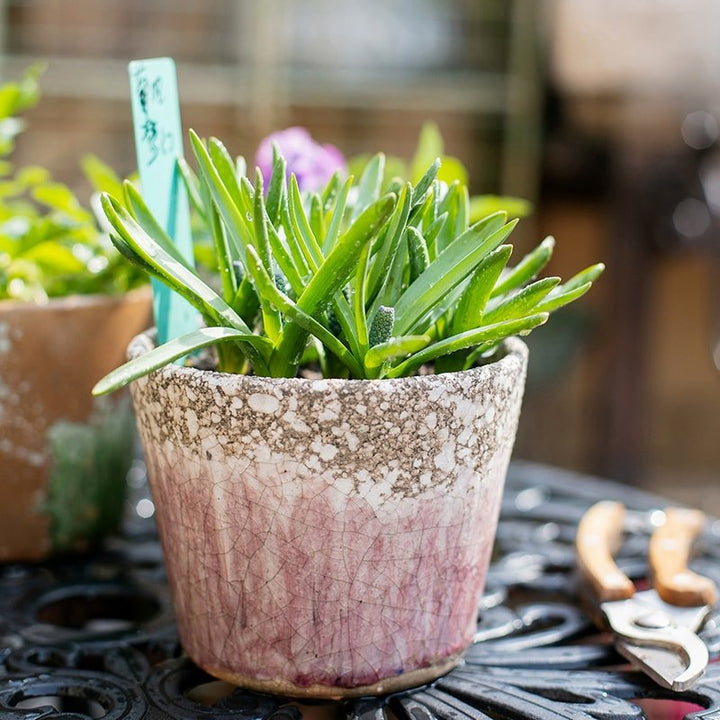 Colorful Terracotta Pot