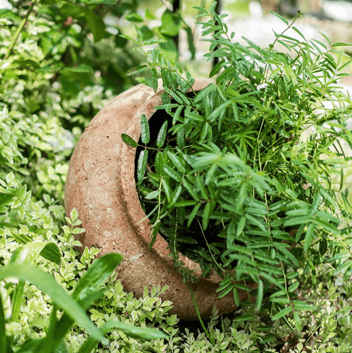 Distressed Cement Plant Pot