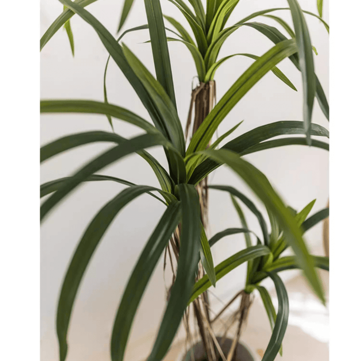 Artificial Dracaena Tree