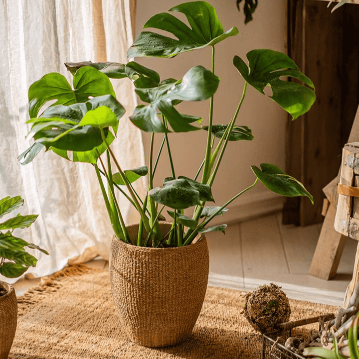 Faux Grass-Woven Cement Planter
