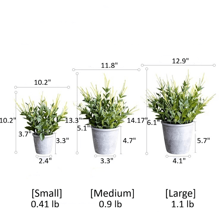 Golden Needle Potted Plant