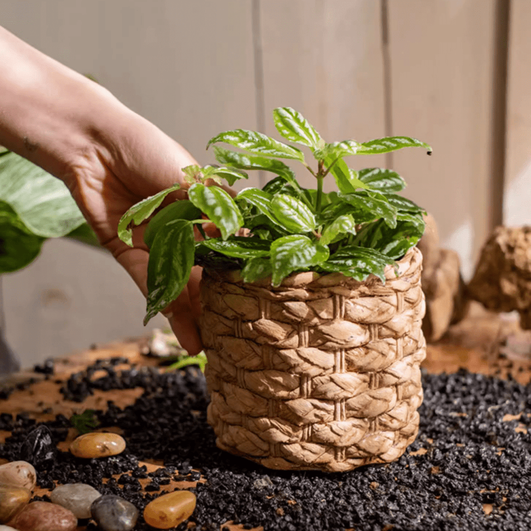 Grass Woven Looking Cement Planter