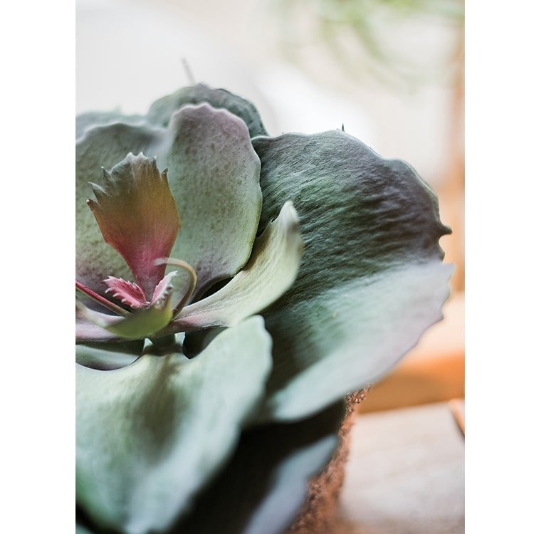 Artificial Real Touch Succulent Gigantea In Pot Faux