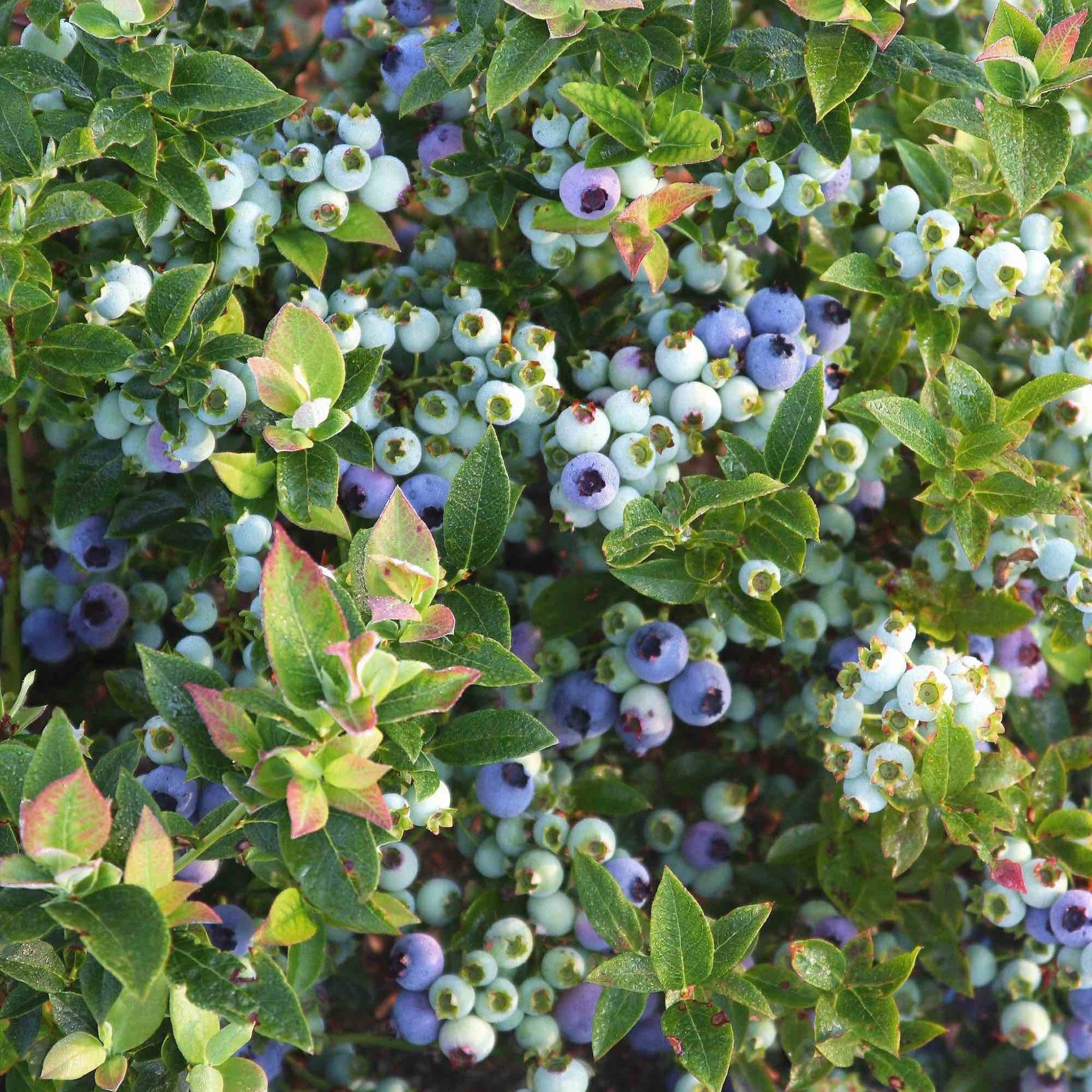 Jelly Bean® Blueberry