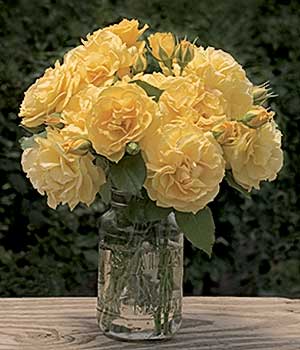 Julia Child Rose Plant 1.5 Gallon Container Fresh Garden Living
