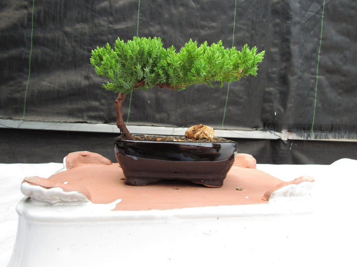 Juniper Bonsai Tree - Medium