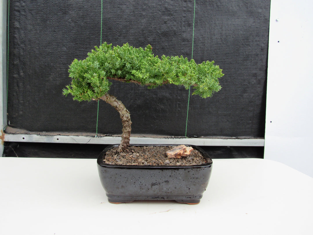 Juniper Bonsai Tree - Medium