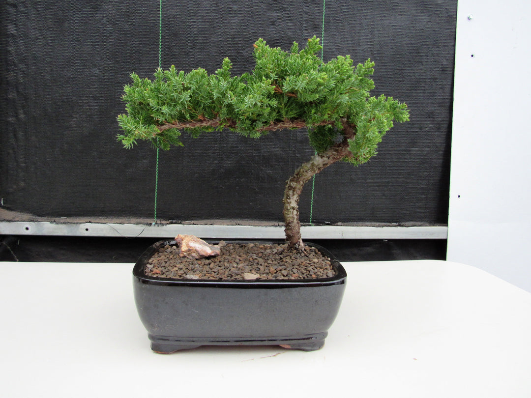 Juniper Bonsai Tree - Medium