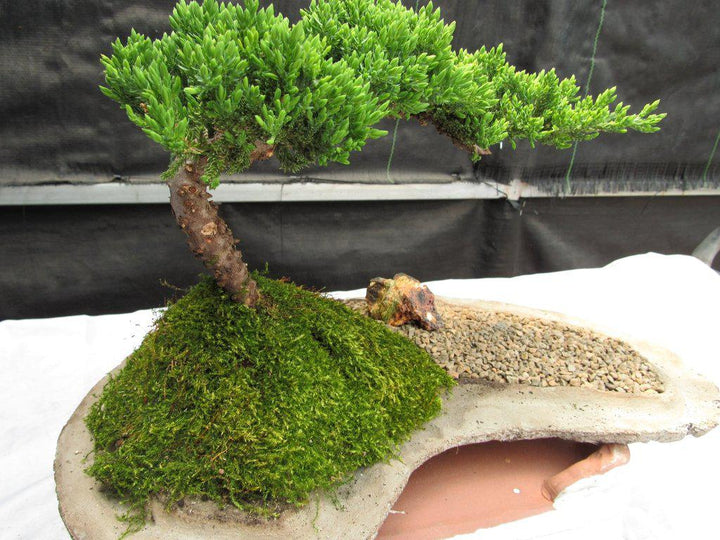 Juniper Bonsai Tree On Rock Slab