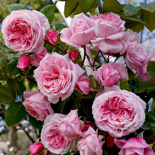Fresh Garden Living | Live Potted Rose Plants | Herb Plants | Iris