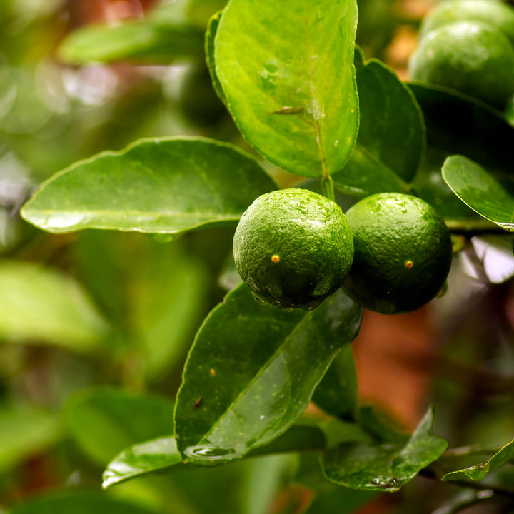 Key Lime Tree (CA)