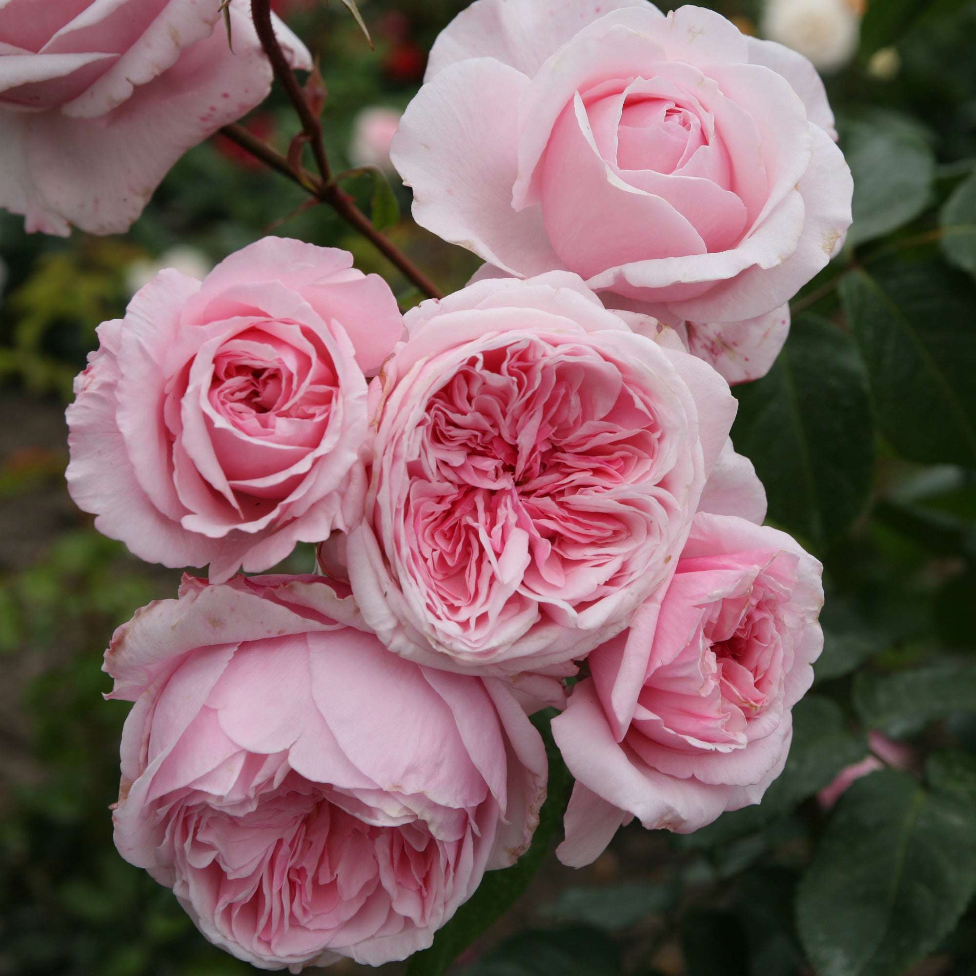 Arborose Kiss Me Kate Climbing Rose 1.5 gallon Pot