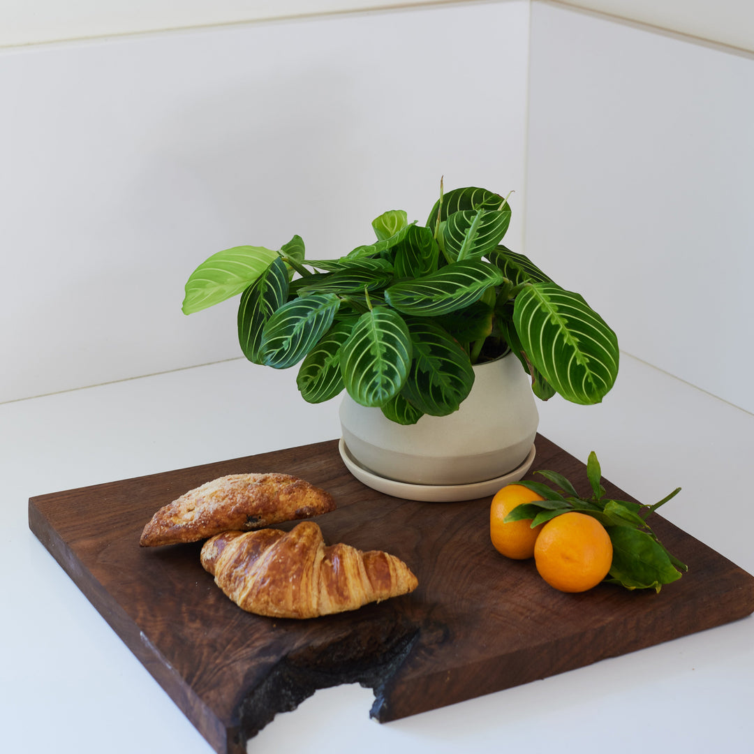 The Rancho Planter