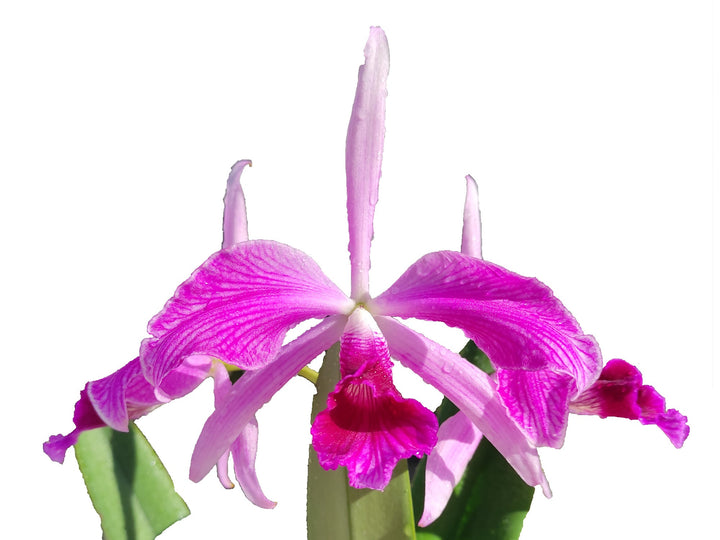 Cattleya purpurata Flamea .