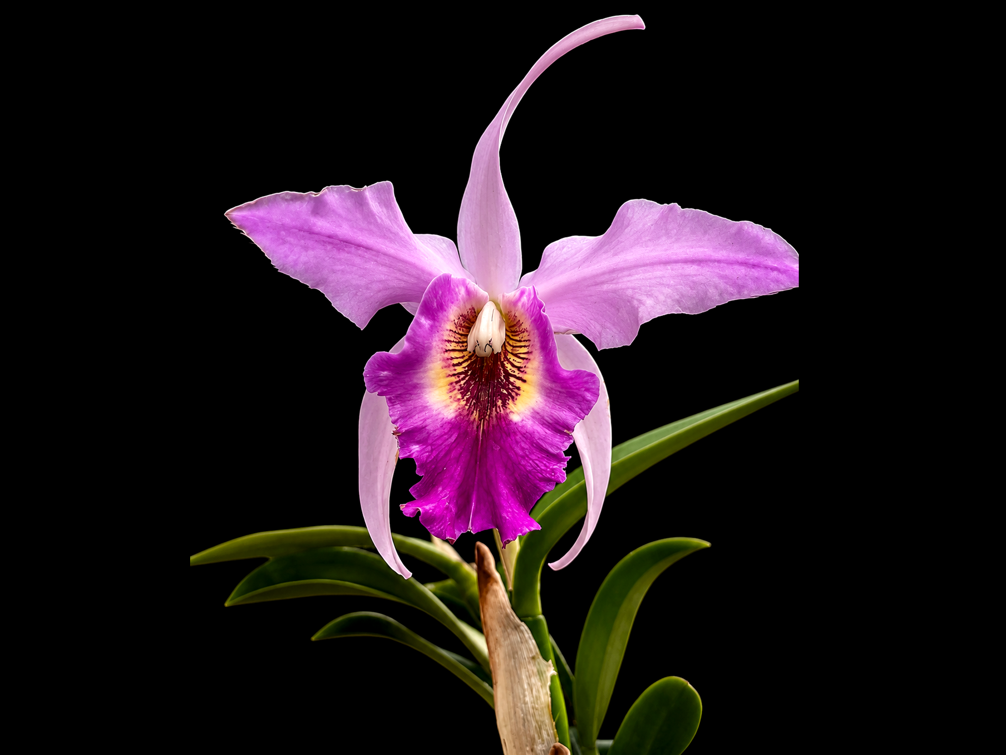 Laeliocattleya Interceps 'shuk' (rec.)