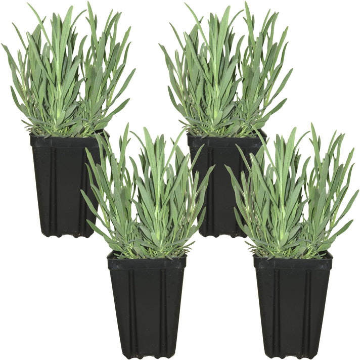 Lavender Provence Plants Potted Set of 4