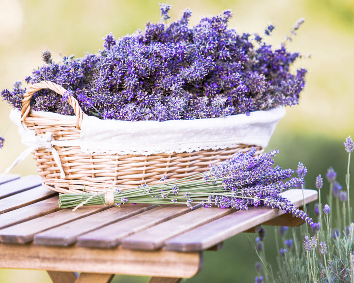 Lavender Provence Plants Potted Set of 4
