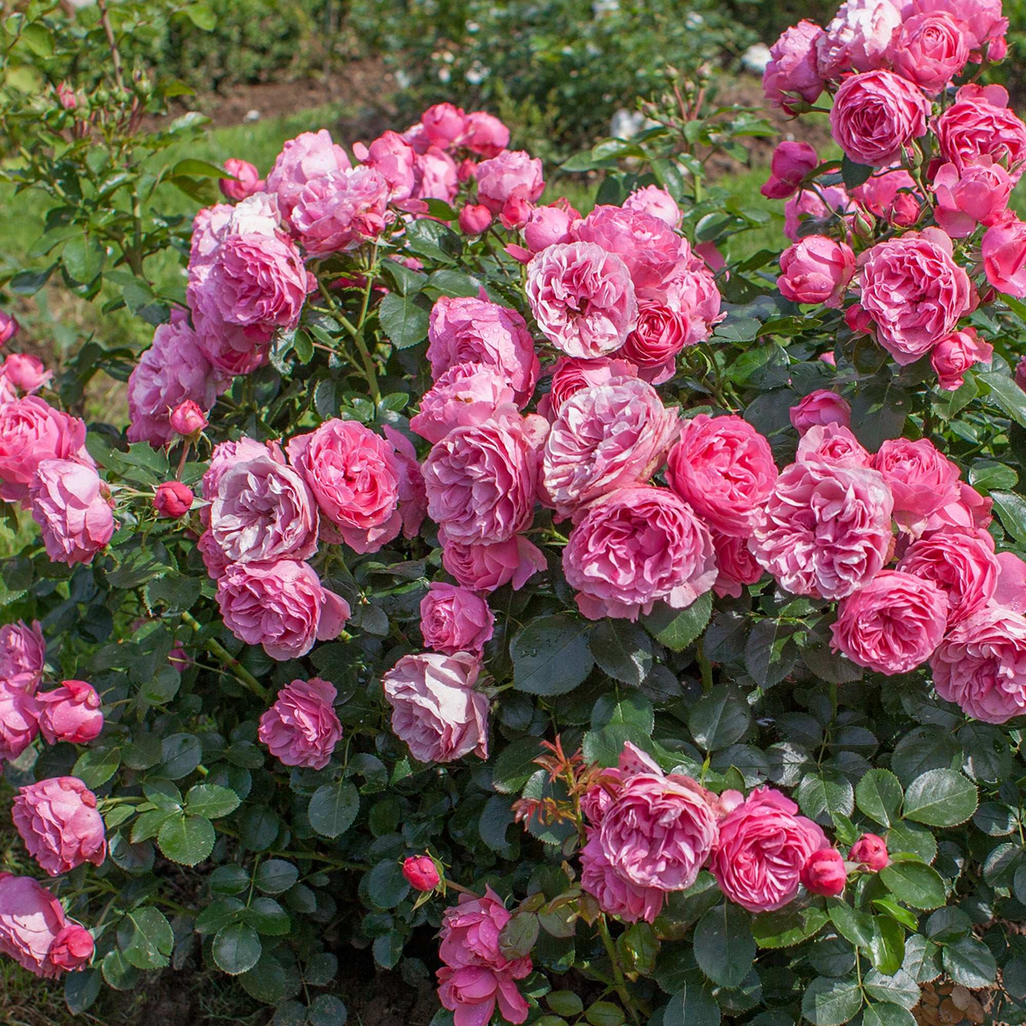 Leonardo Da Vinci Floribunda Rose 1.5 gallon Pot