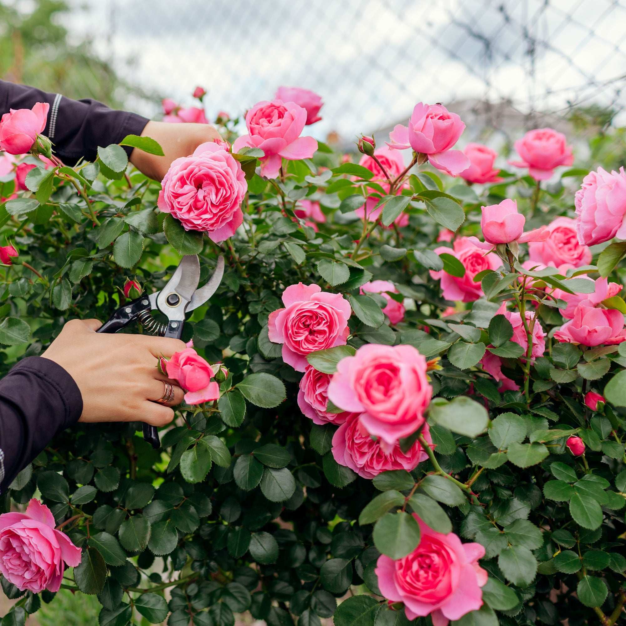 Leonardo Da Vinci Floribunda Rose 1.5 gallon Pot