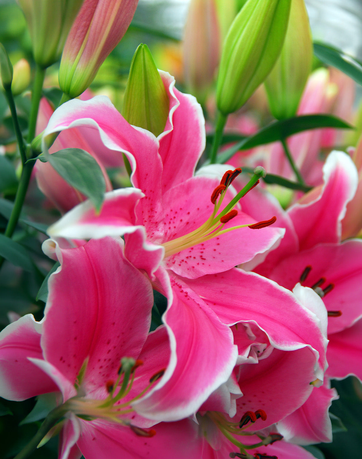 Stargazer Oriental Lily - 5 bulbs