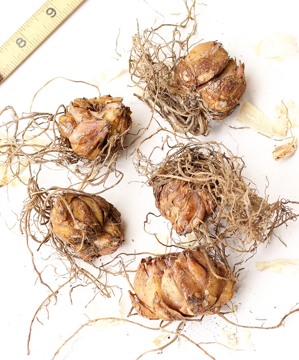 King Solomon Oriental Lily - 5 bulbs