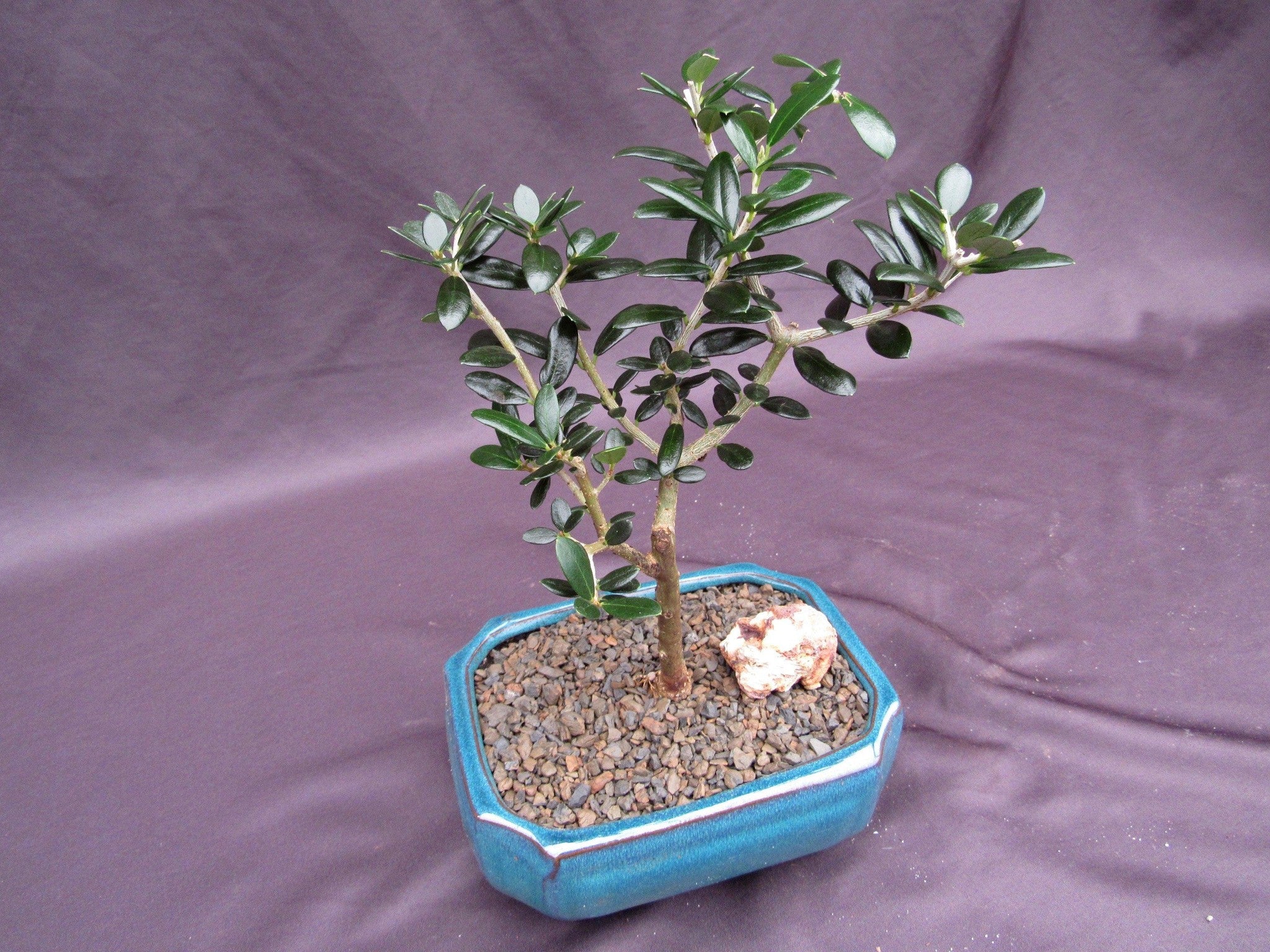 Little Ollie European Olive Bonsai Tree